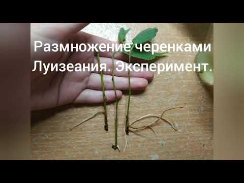 Размножение черенками Луизеания. Эксперимент.