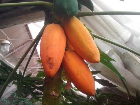 Как вырастить папайя дома.