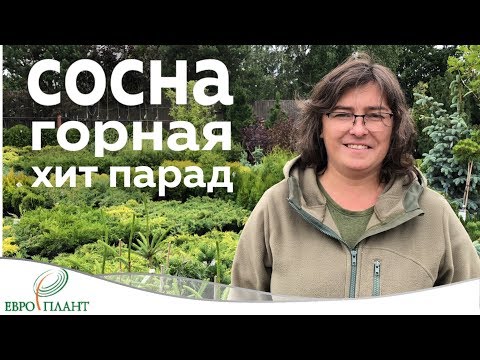 Сосна горная. Топ 10 лучших сортов!!!