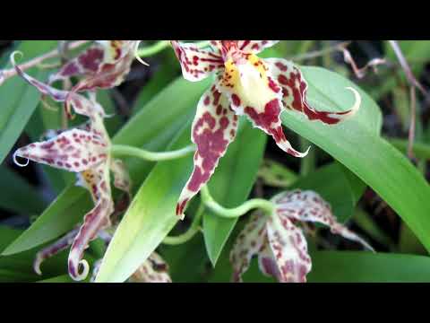 ODONTOGLOSSUM // ОДОНТОГЛОССУМ