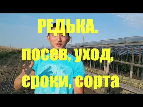 РЕДЬКА. Посев, сроки, уход, сорта