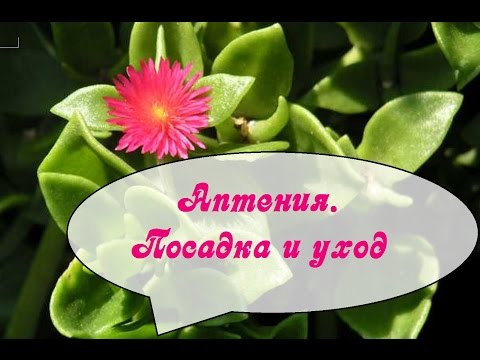 Аптения. Посадка и уход