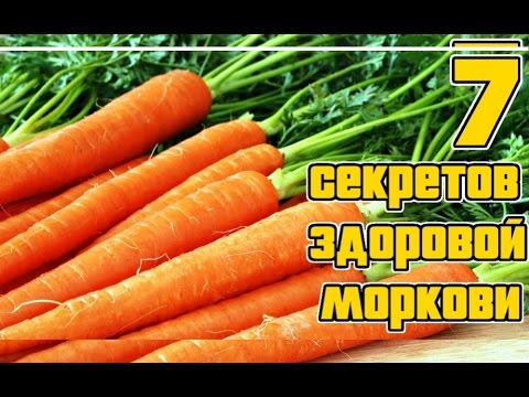 Морковь. Основные секреты выращивания / Семь правил богатого урожая моркиви