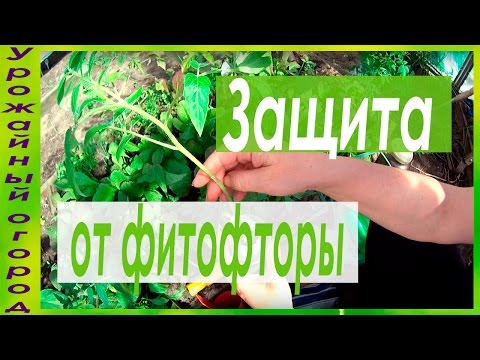 СУПЕР ЗАЩИТА ОТ ФИТОФТОРЫ!!!САМЫЕ ЛУЧШИЕ СРЕДСТВА!