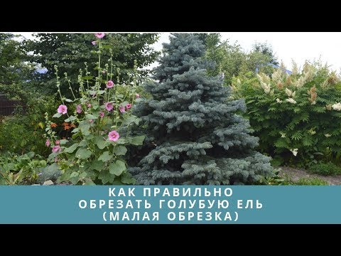 Как правильно обрезать голубую ель (малая обрезка)