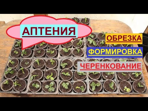 Нетребовательный, с красивым соцветием суккулент Аптения