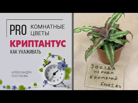 Криптантусы - звезда среди бромелиевых. Неприхотливое комнатное растение.