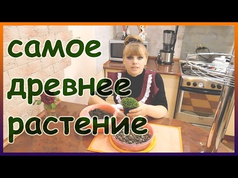 Древний плаунок, или селагинелла. Уход в домашних условиях полив, размножение, посадка салагинеллы