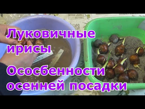 Ирисы луковичные. Особенности посадки луковиц ирисов в грунт осенью. Требования к луковицам ирисов