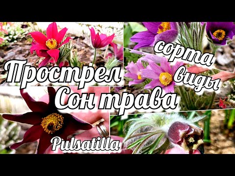 Прострел/ Сон трава/ Pulsatilla. Виды и сорта - ярких и нежных первоцветов