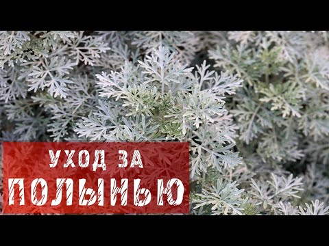 ПОЛЫНЬ! КАК ПРАВИЛЬНО УХАЖИВАТЬ ЗА ПОЛЫНЬЮ В САДУ?