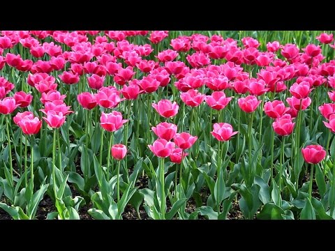 Тюльпаны: выращивание, уход, размножение