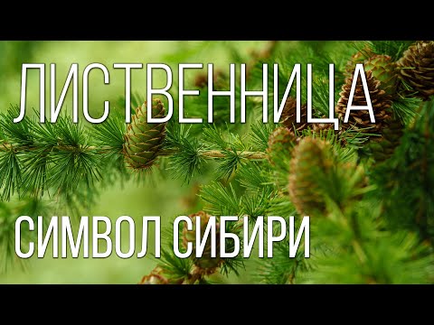 Лиственница: Символ Северных Лесов | Интересные факты про лиственницу