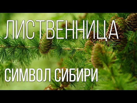 Лиственница: Символ Сибири | Интересные факты про деревья