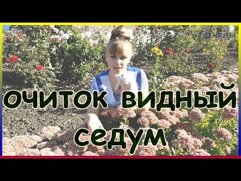 ОЧИТОК ВИДНЫЙ, СЕДУМ, ЗАЯЧЬЯ КАПУСТА неприхотливый цветок в саду. Выращивание, уход, размножение.