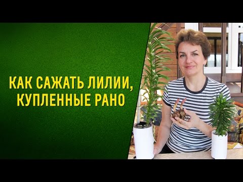 Как сажать лилии, купленные рано