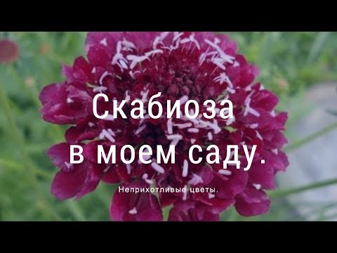 Скабиоза в моем саду