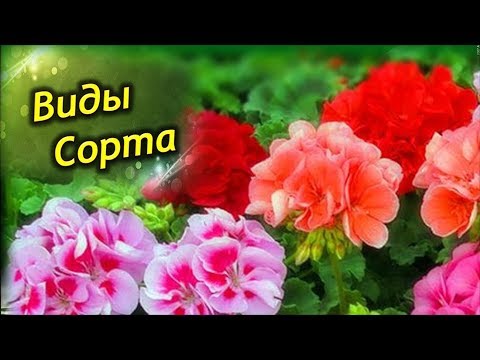 Разнообразие Пеларгоний. Виды, сорта и разновидности!