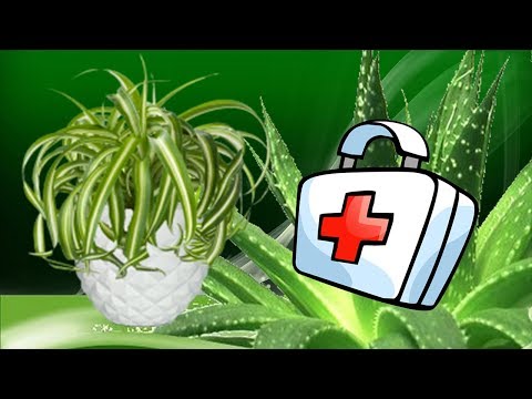 Лекарственные комнатные растения. Растения умеют лечить!
