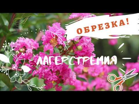 Лагерстремия Индийская - ОБРЕЗКА!