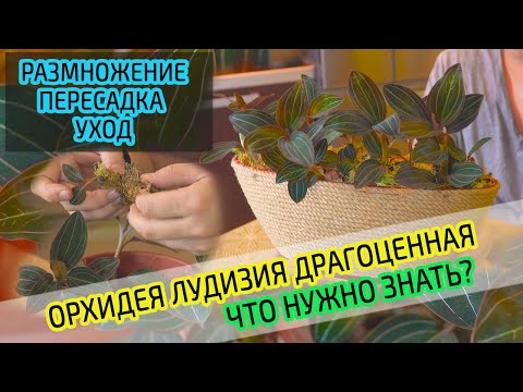 Орхидея Лудизия Драгоценная. Уход, размножение, пересадка в домашних условиях.