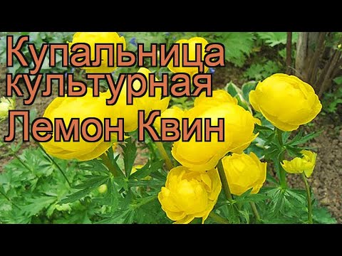 Купальница культурная Лемон Квин (lemon queen) 🌿 обзор: как сажать, рассада купальницы Лемон Квин