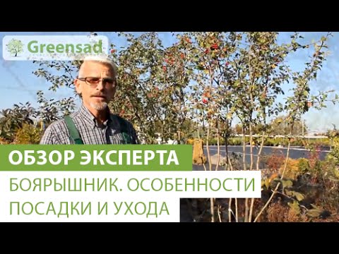 Боярышник. Особенности посадки и ухода