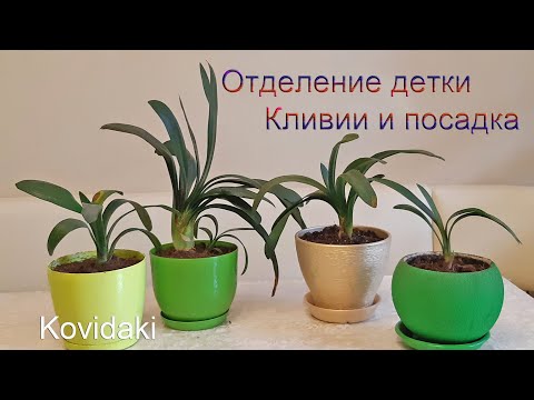 Как отделять детки кливии. Посадка кливии.