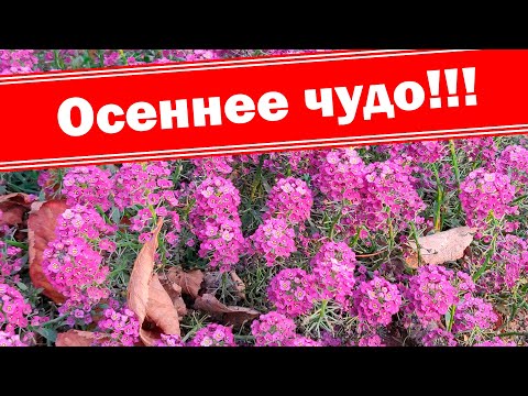 Самый поздний чудесный цветок - Алиссум (Лобулярия)