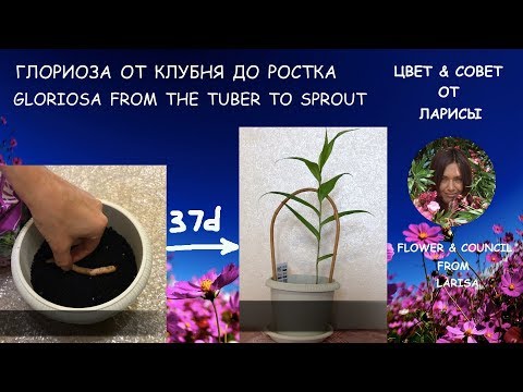 КАК ПОСАДИТЬ ГЛОРИОЗУ