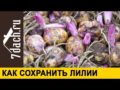 ⚜️ Как сохранить ЛУКОВИЦЫ ЛИЛИЙ до посадки - 7 дач