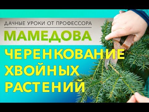 Пихта корейская 