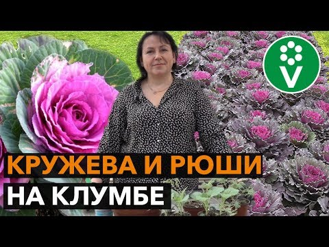 Как вырастить ДЕКОРАТИВНУЮ КАПУСТУ из семян?