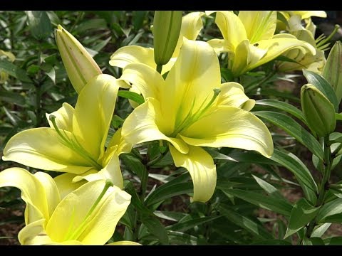 Советы по выращиванию лилий от опытного садовода