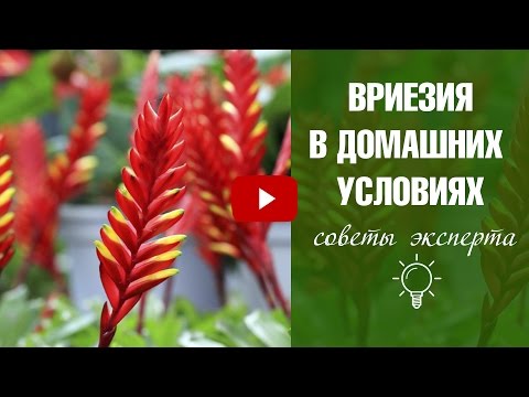 Вриезия 🌷 Уход в домашних условиях