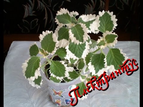 Плектрантус (Plectranthus) . Уход и содержание в домашних условиях