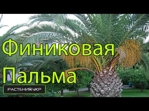 Ответы спа-гармония.рф: Как выглядит молодая пальма финика?