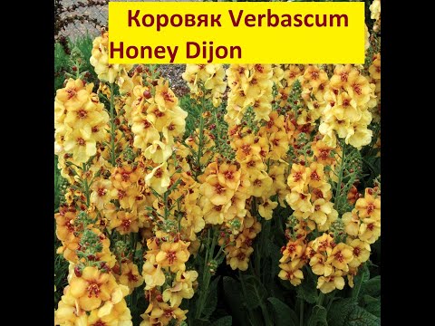 Знакомьтесь!Коровяк или вербаскум( Verbascum Honey Dijon) и инкарвелия Делавея. Их цветение .