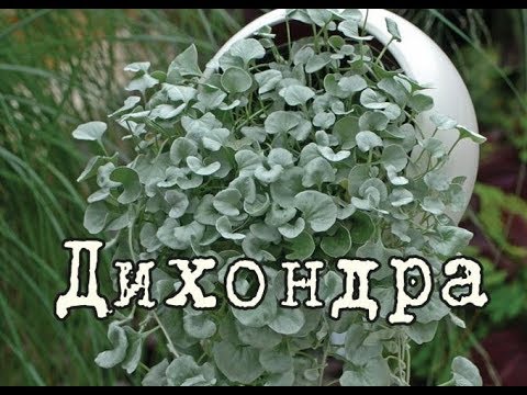 ДИХОНДРА СЕРЕБРИСТАЯ – лучшее ампельное растение! Уход и разведение в домашних условиях