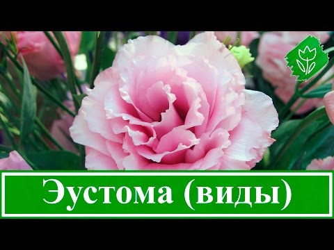 Виды и сорта эустомы