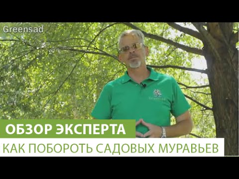 Как побороть садовых муравьев