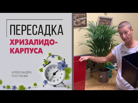 Пересадка большого хризалидокарпуса - что лучше выбрать горшок или кашпо, на что обратить внимание.