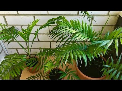 Хамедорея 🌿Как пересадить пальму🌴