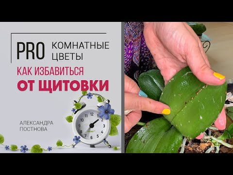 Щитовка: как выглядит, где прячется, как избавиться. Вредители растений. Спасаем фаленопсис.