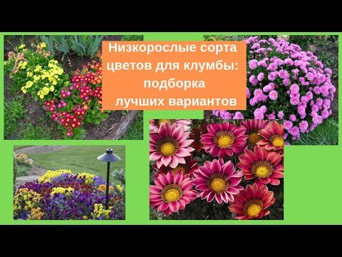 Низкорослые сорта цветов для клумбы: подборка лучших вариантов