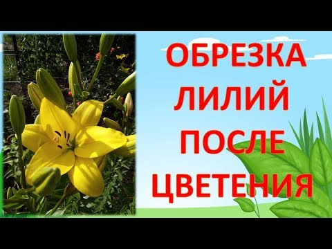 Лилия азиатская: фото, сорта, описание, выращивание, посадка, уход в открытом грунте, где купить