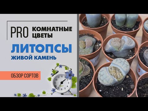 Литопсы - обзор сортов | Живые камни | Разнообразие суккулентов