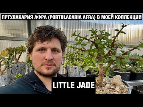 Портулакария афра (Portulacaria afra) и ее пестролистные формы. Отличное растение для бонсай