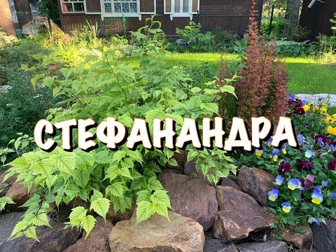 СТЕФАНАНДРА и ее СОСЕДИ, БАНДА БАРБАРИСОВ😂