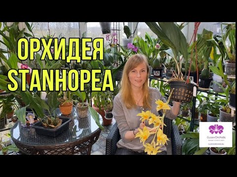 ОРХИДЕЯ Stanhopea. Уход и содержание в домашних условиях.